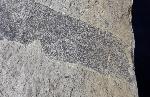 Quercus rhenana (KRAUSEL & WEYLAND 1950) - Bild © FossNet FossilienStore
